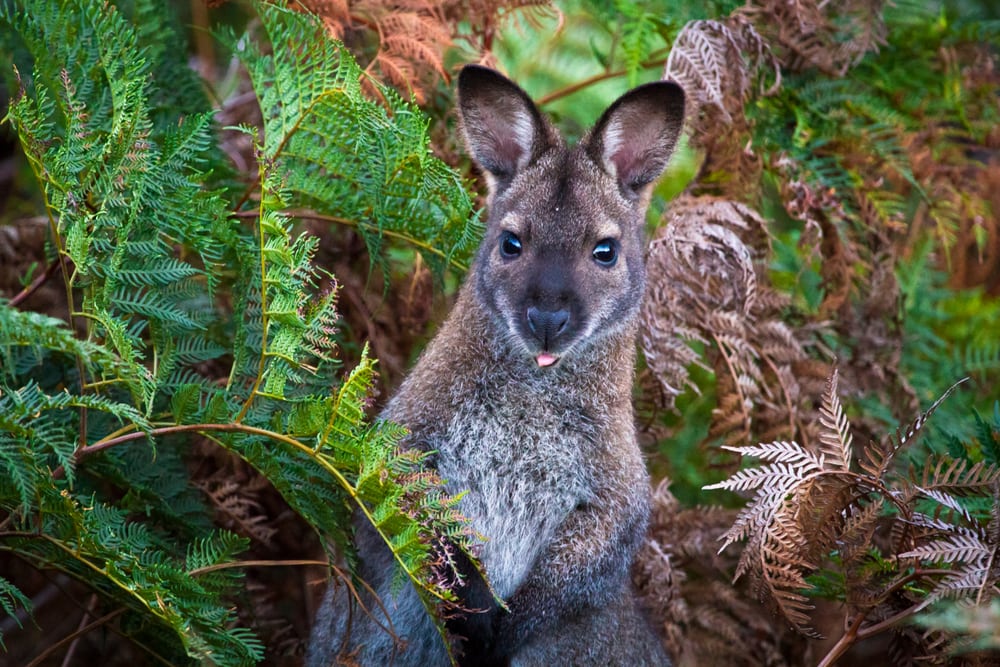 Cute Wallaby in the middle of leaves