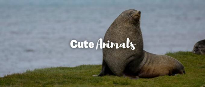 Cute animals featured image