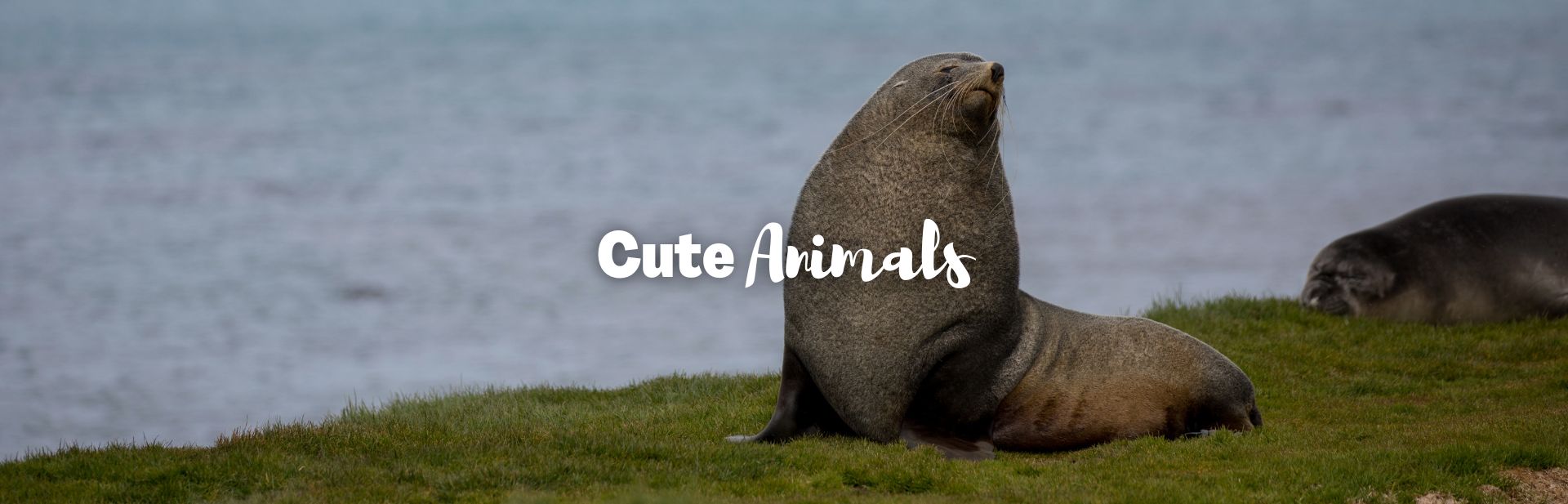 A World of Cuteness: 55 Cute Animals That’ll Make You Smile