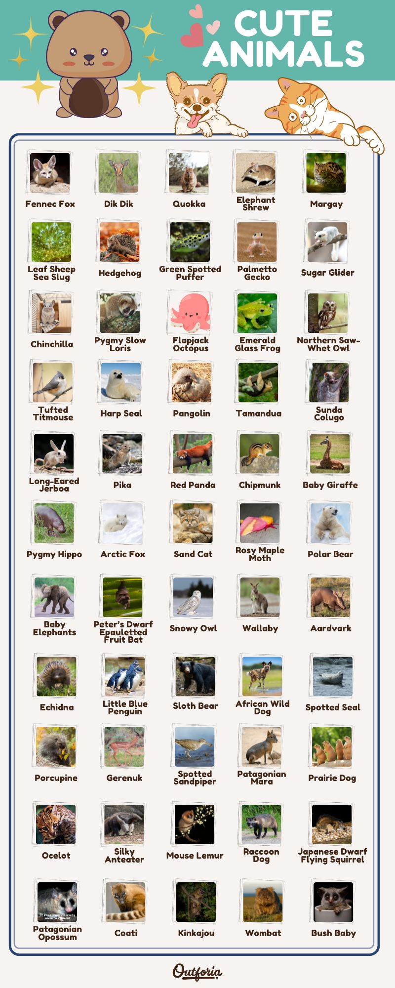 Chart of the different cute animals complete with their names and pictures