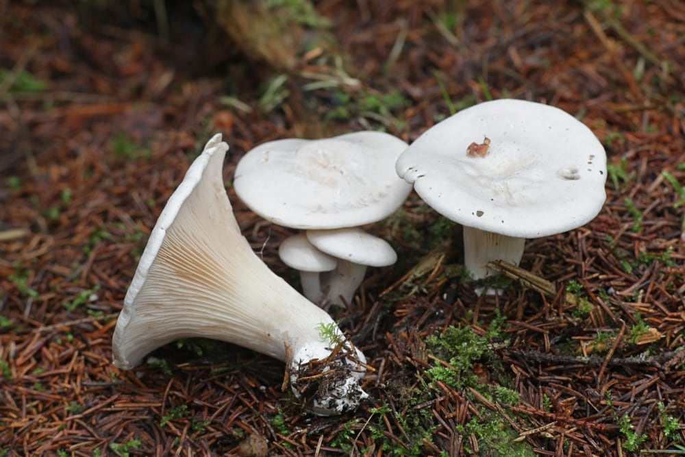 Sweetbread Mushroom - Clitopilus prunulus with one of them cut off