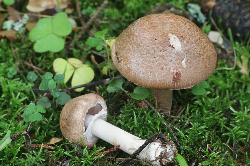 Brown Wood Mushroom - Agaricus sylvaticus with one laying on the ground