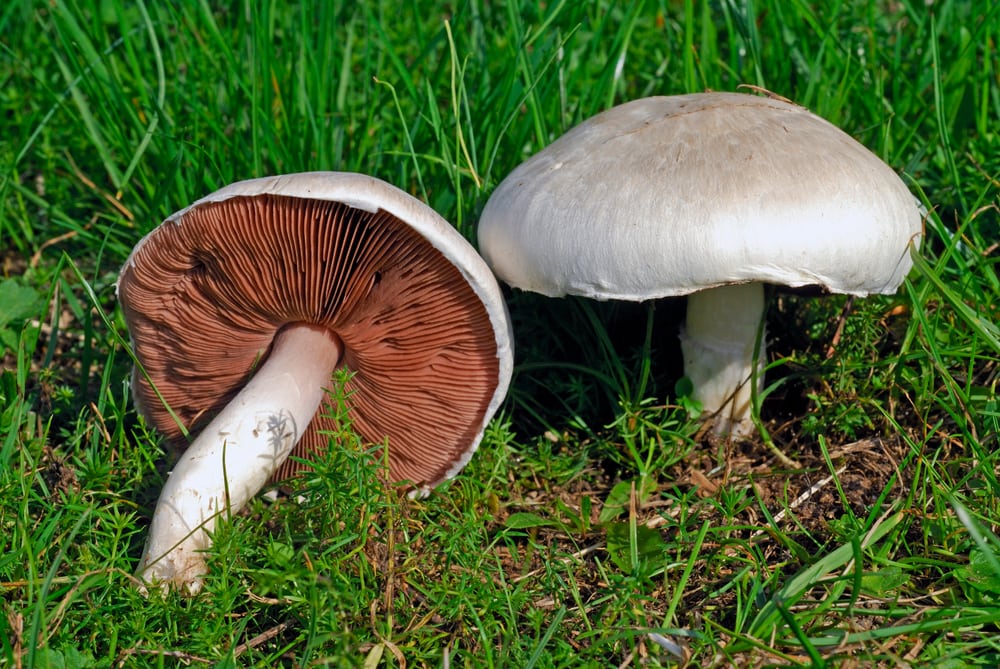 Two Field Mushroom - Agaricus campestris growing in the middle of the grass