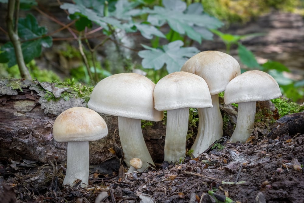 Group of St. George’s Mushroom - Calocybe gambosa close together