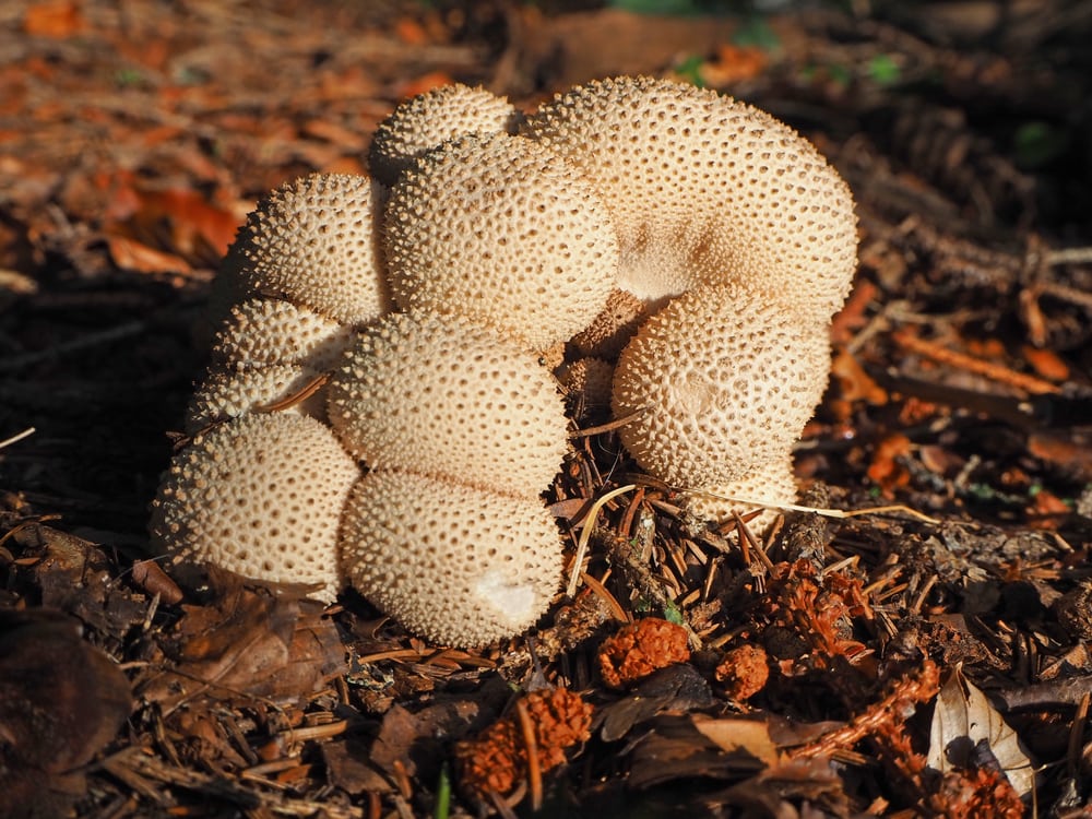 Puffballs - Lycoperdum grown on a dry soil