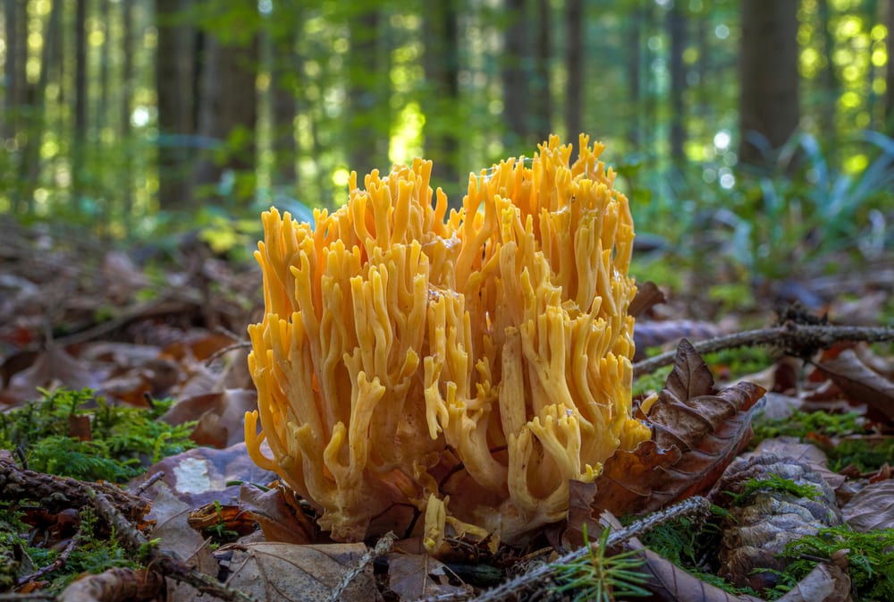 Golden Coral - Ramaria aurea in the middle of a forest