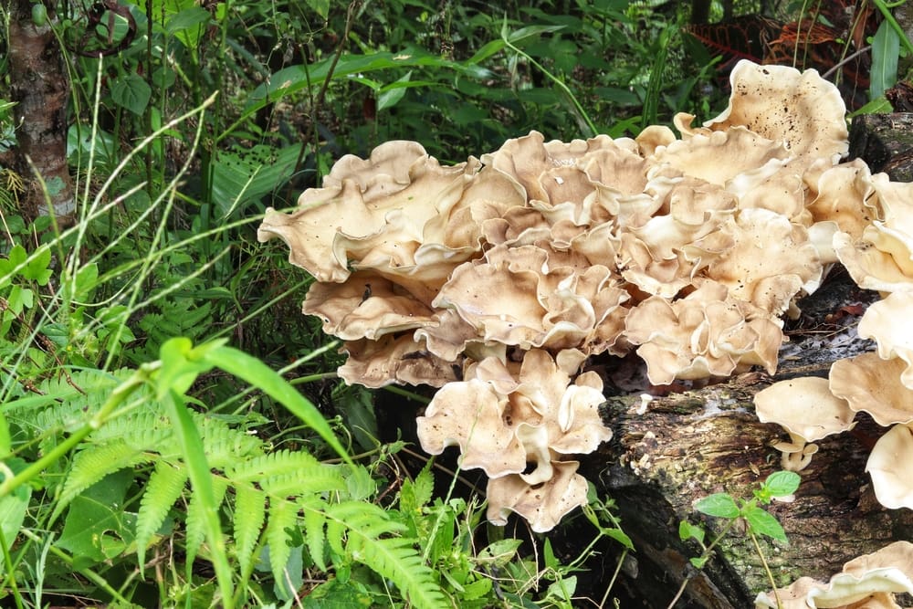 Cauliflower Fungus - Sparassis spathulata growing on a wood