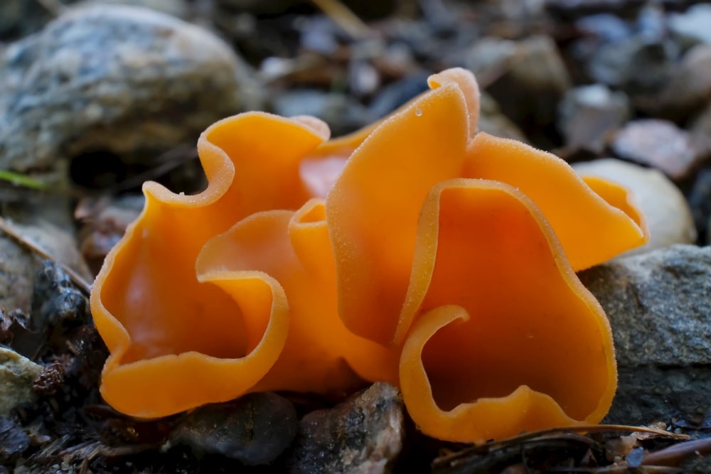 Orange Peel Fungus - Aleuria aurantia growing on a stone