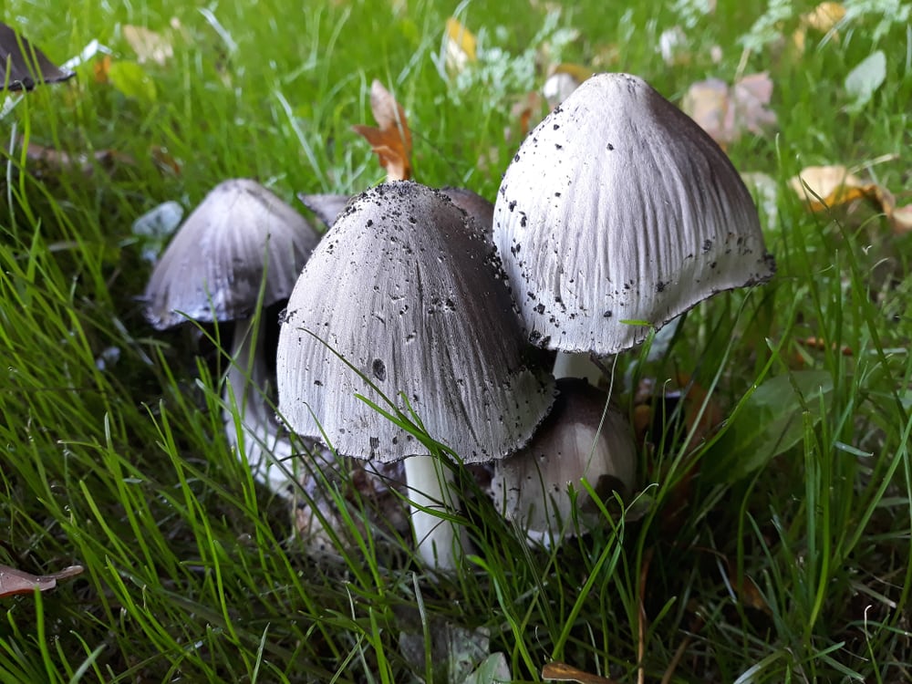 Common Ink Cap - Coprinopsis atramentaria growing on a lawn