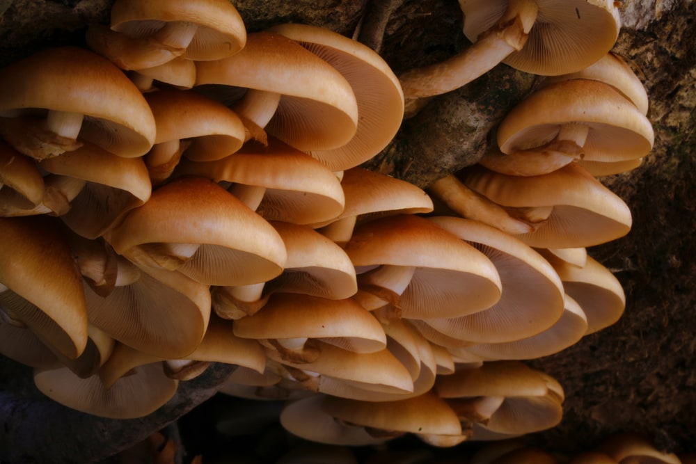 Nameko Mushroom - Pholiota nameko growing under a tree
