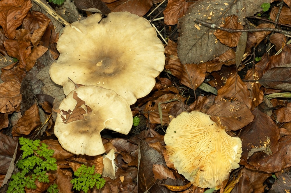 Aniseed Funnel Mushroom - Clitocybe odorata with dry leaves underneath