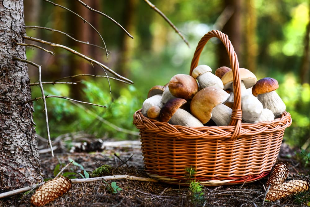 Different mushrooms on a basket