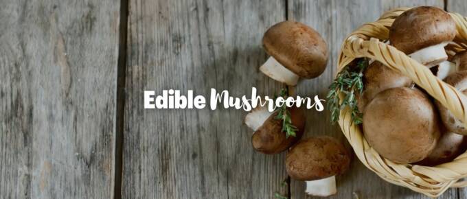 Edible mushrooms featured image
