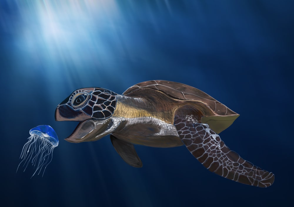 Sea turtle eating jellyfish