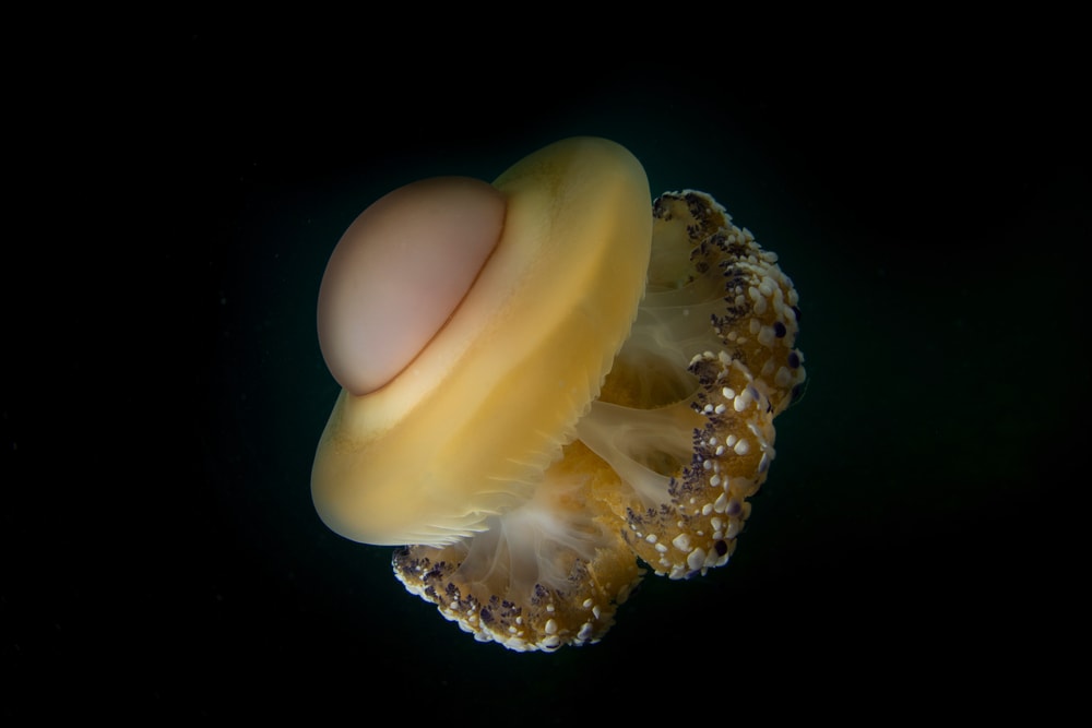 Fried egg jellyfish in black background