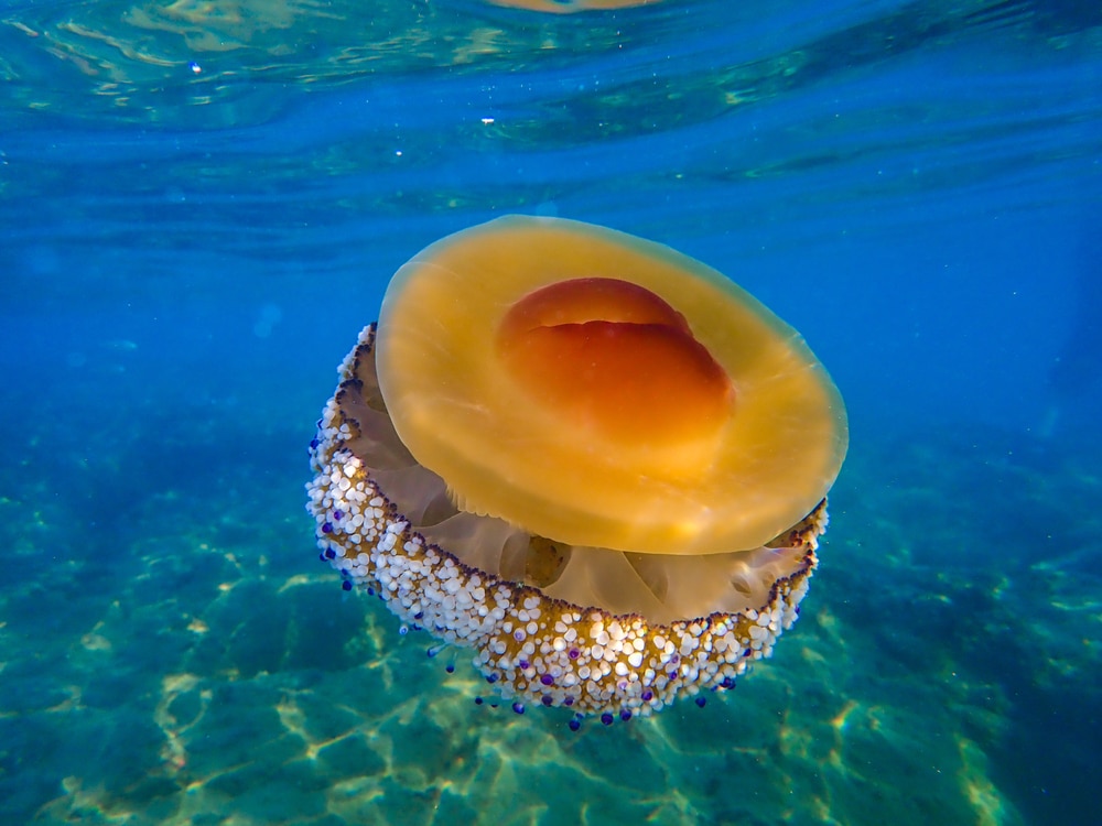 Fried Egg Jellyfish on the surface of the ocean