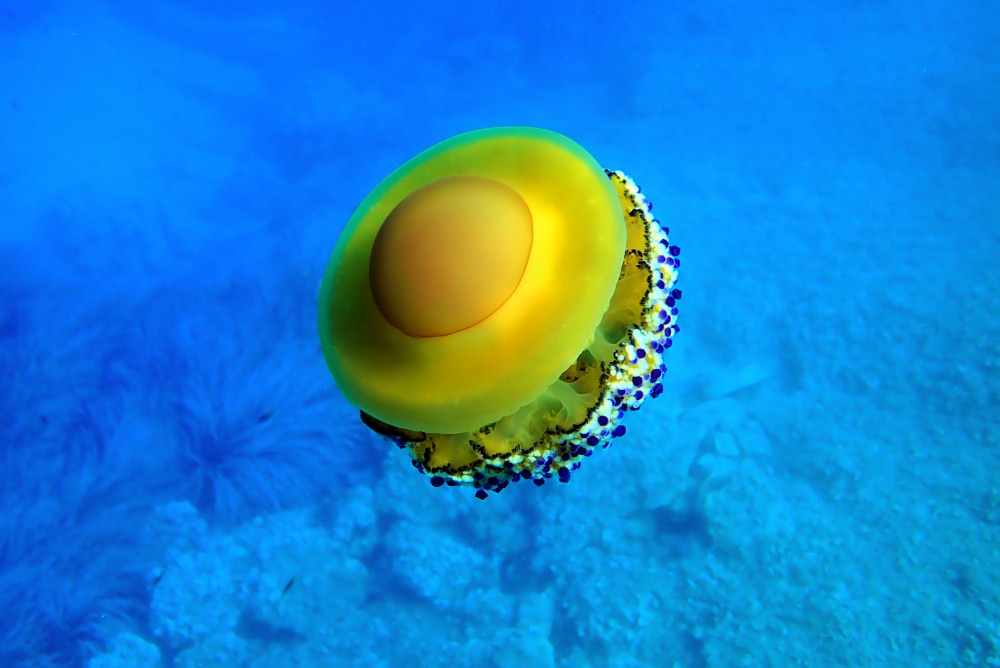 Fried Egg Jellyfish shining in the blue ocean