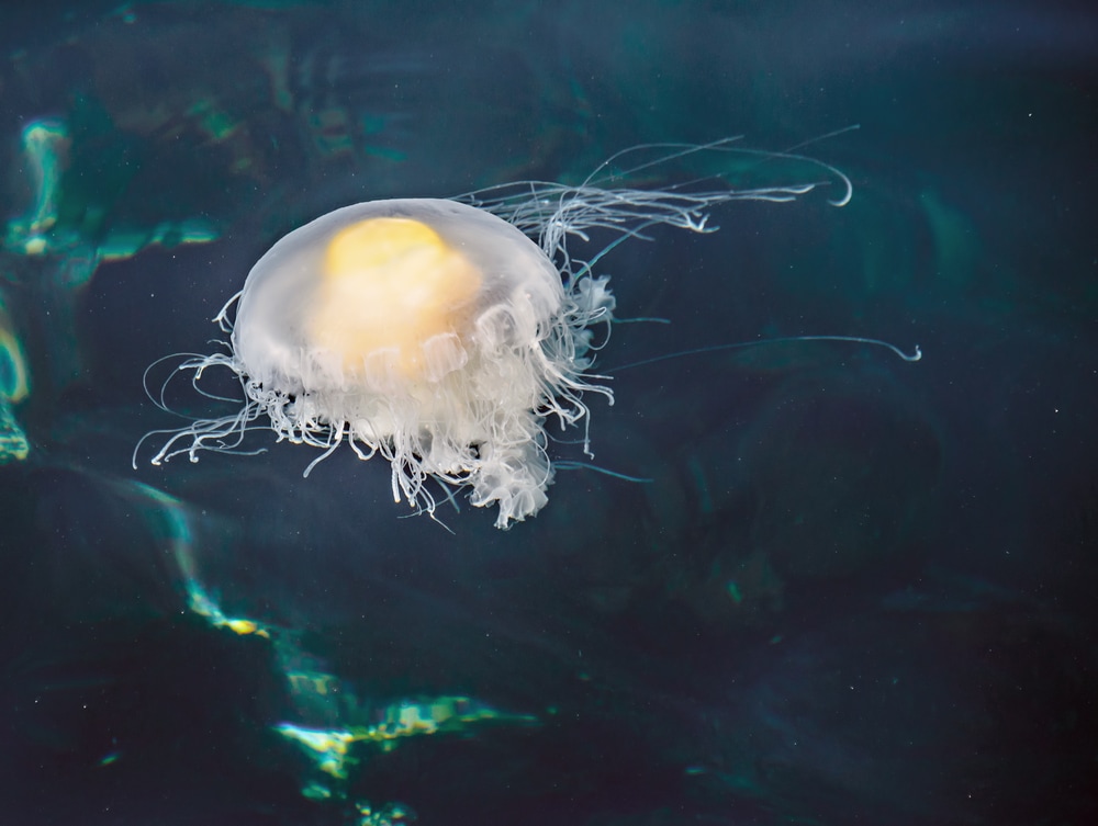 Fried egg jellyfish caught in the surface of water