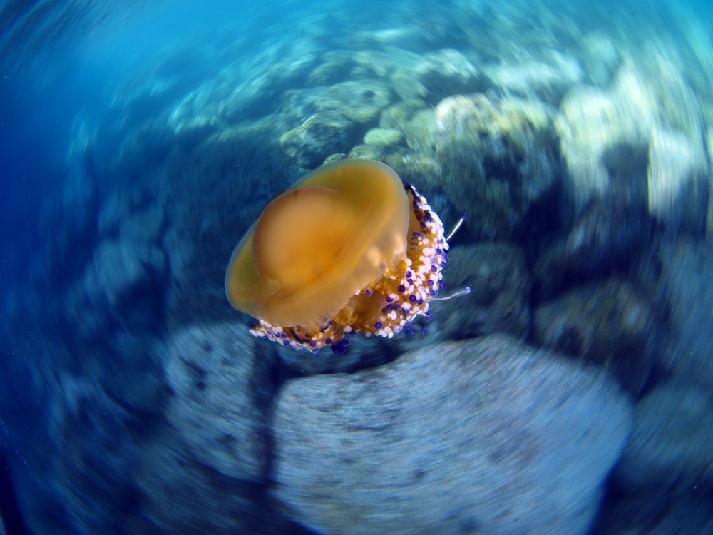 Fried egg jellyfish shot in the ocean in dizzying motion
