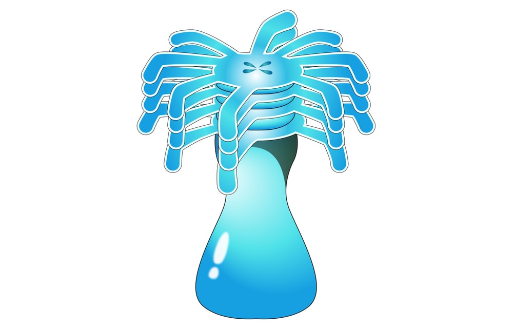Illustration of the Strobila in jellyfish