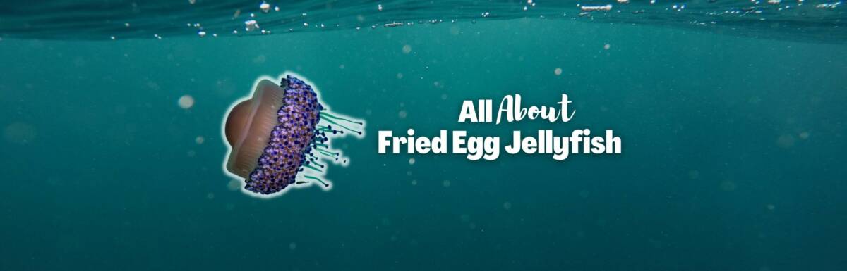 Fried egg jellyfish featured image