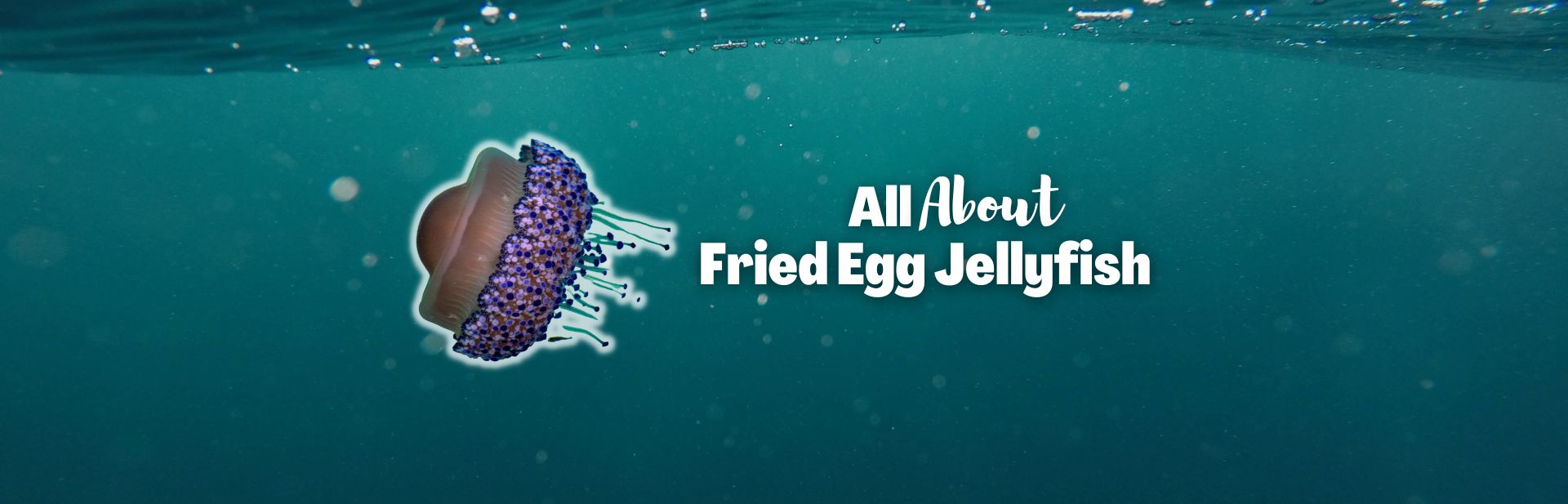 Fried Egg Jellyfish: A Deep Dive into Their Mysterious Lives