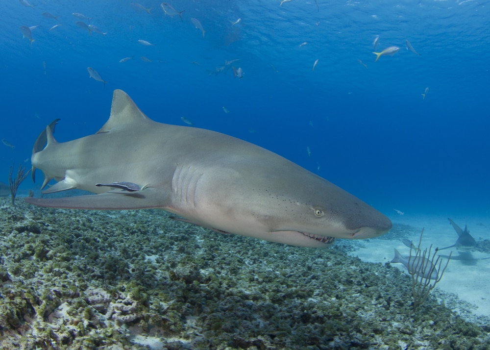 lemon shark above swimming above corals
