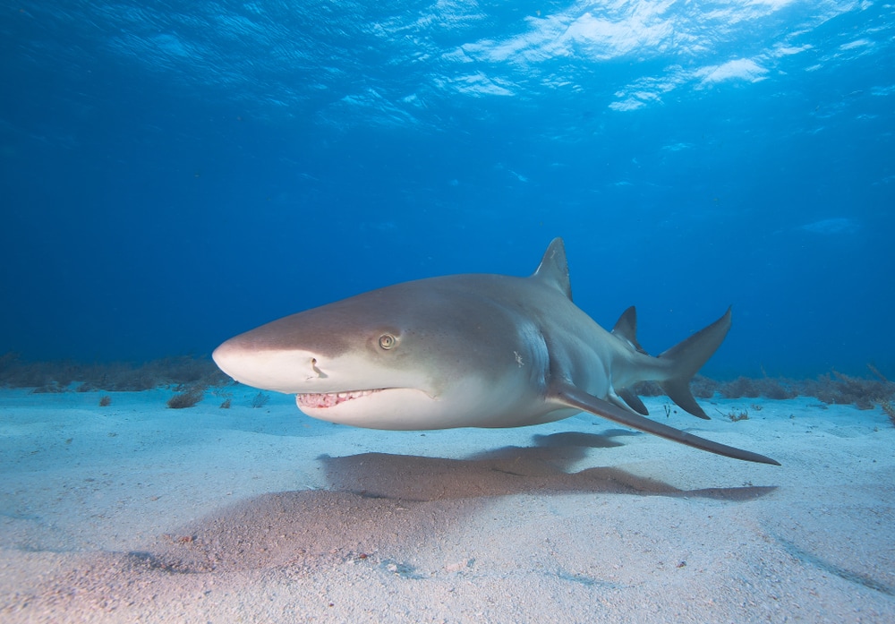 lemon shark swimming near the ocean floor