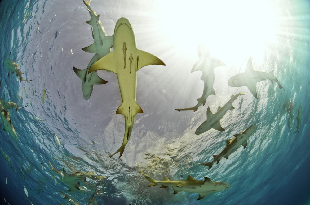 group of lemon sharks gathered near the surface of water