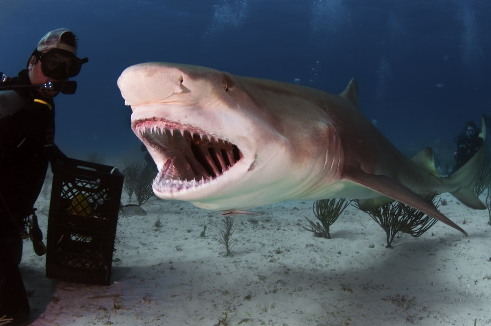 a large lemon shark with mouth opened and showing its teeth