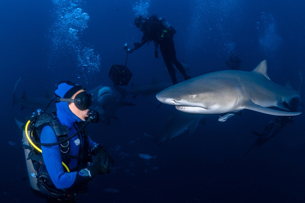 scuba divers swimming near a lemon shark