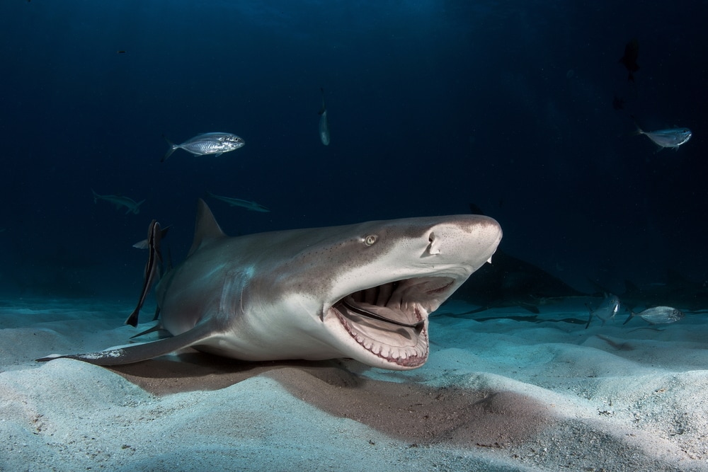 a lemon shark on the sea floor with mouth opened