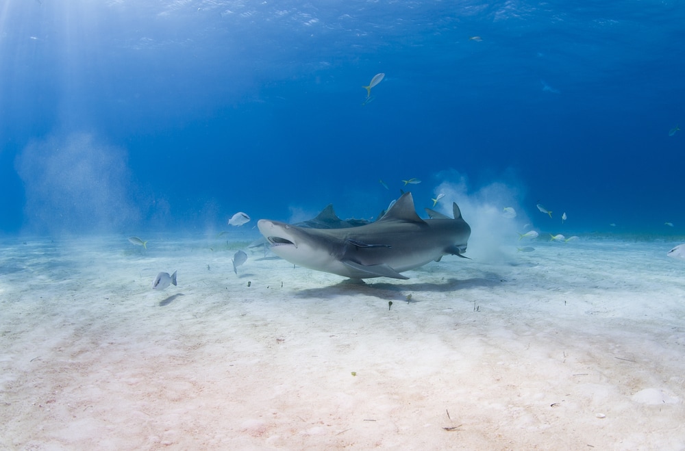 a lemon shark catching prey underwater