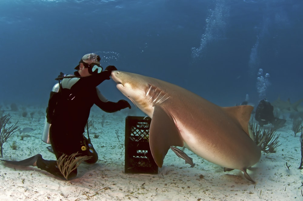 a diver interacting with a lemon shark