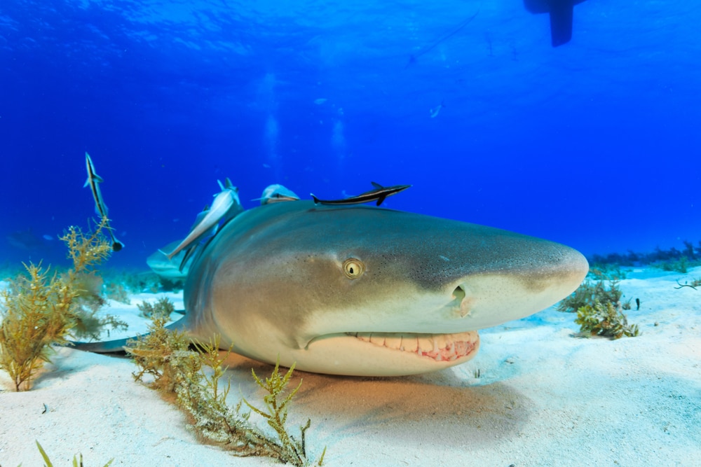 lemon shark at the bottom of the ocean