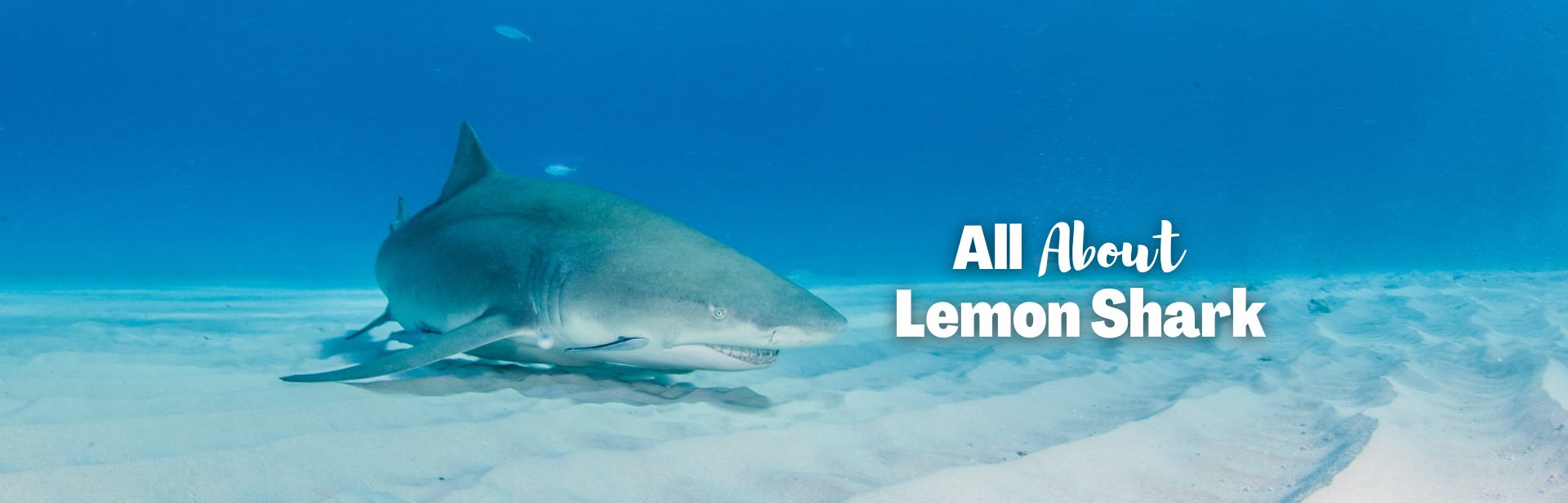 The Remarkable Lemon Shark: Gentle Giants of The Sea