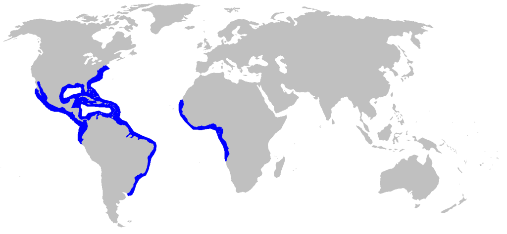 distribution of a lemon shark