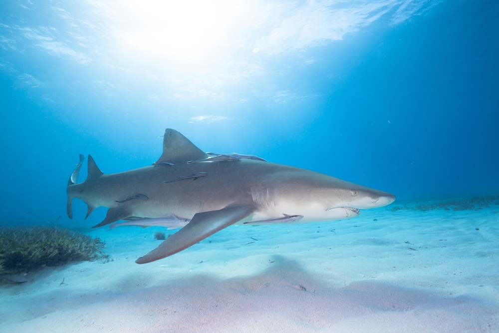 a lemon shark near the sand of shallow waters