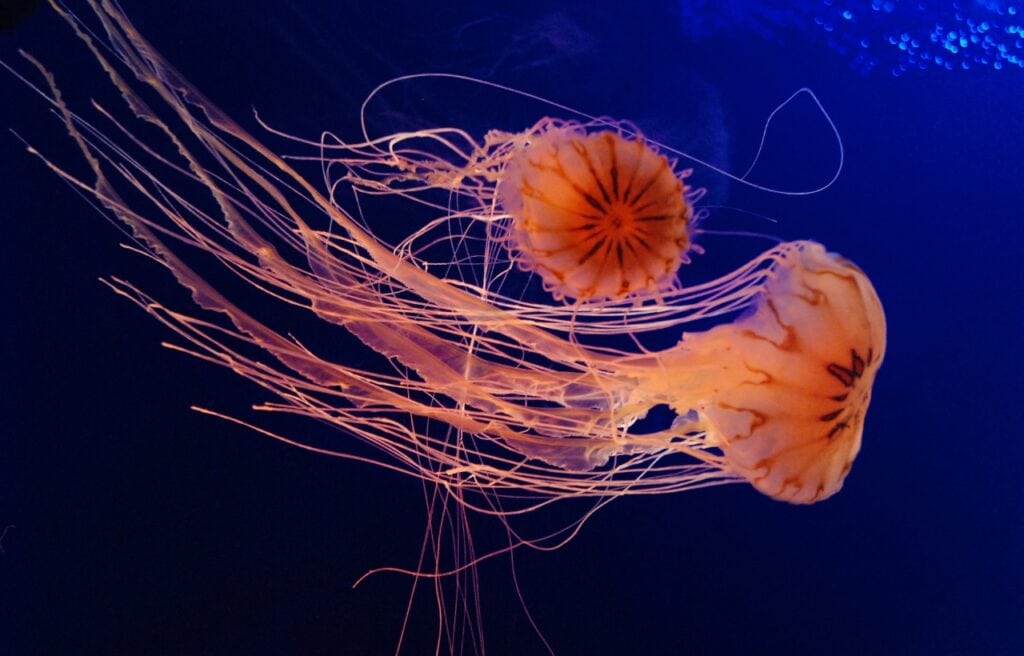 two jellyfish underwater