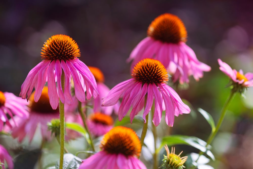 closeup of purple coneflower with drooping petals 