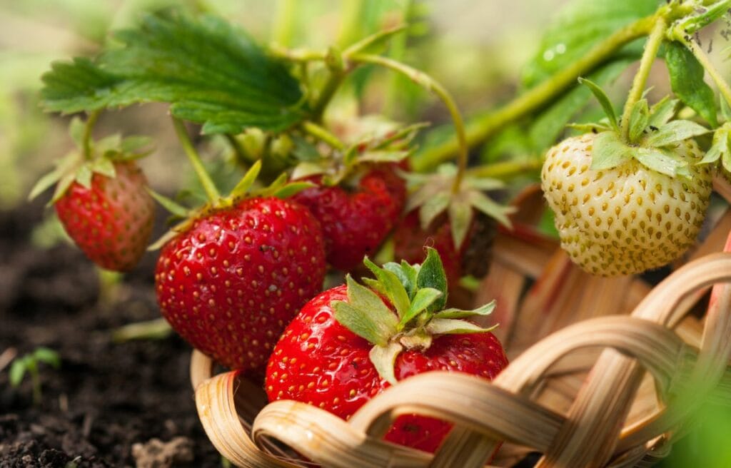 strawberry plant in a basket