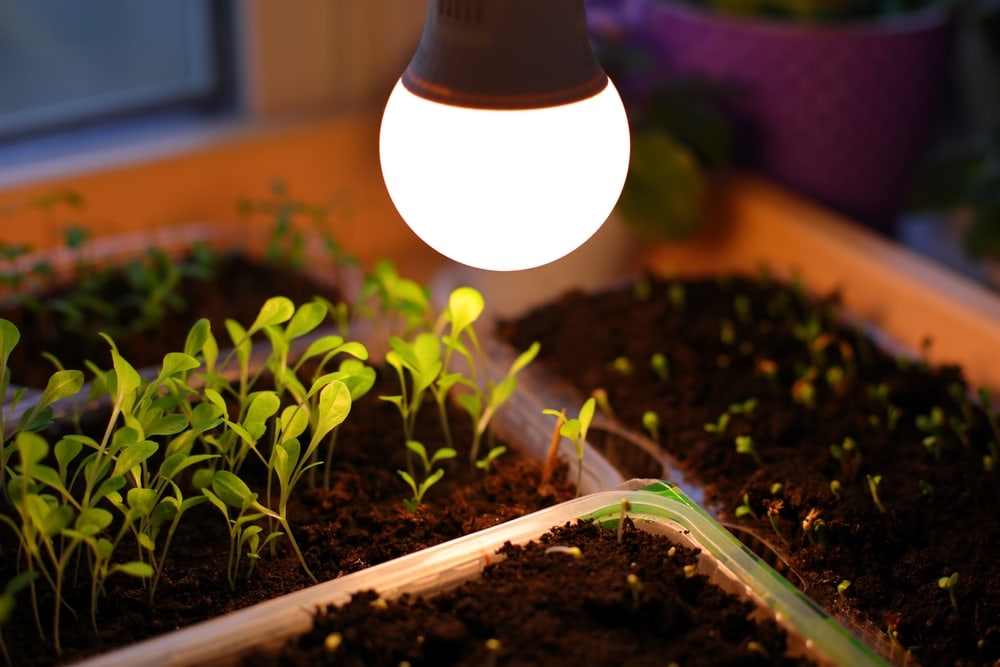 growing of annual herb seedling under a led lamp