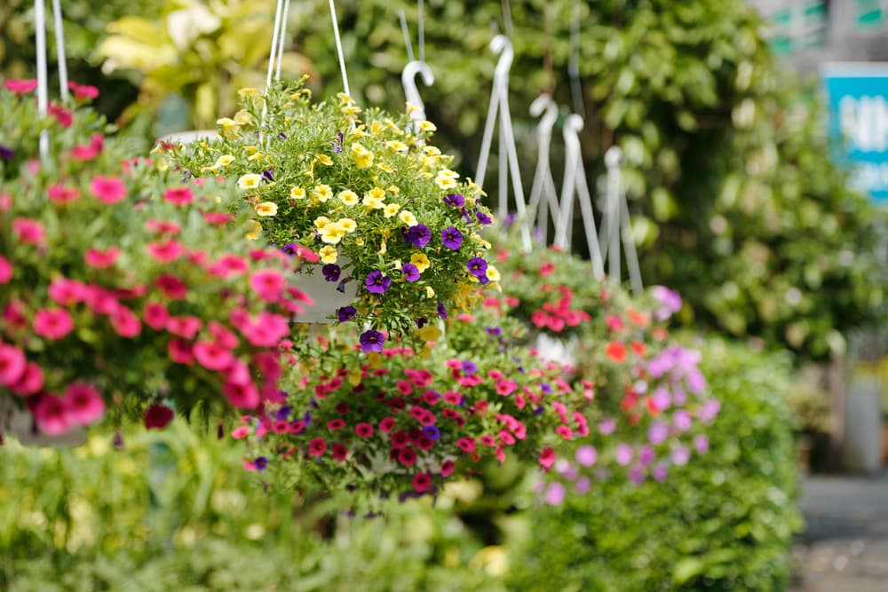 different colored petunia flowers hanging in flower baskets