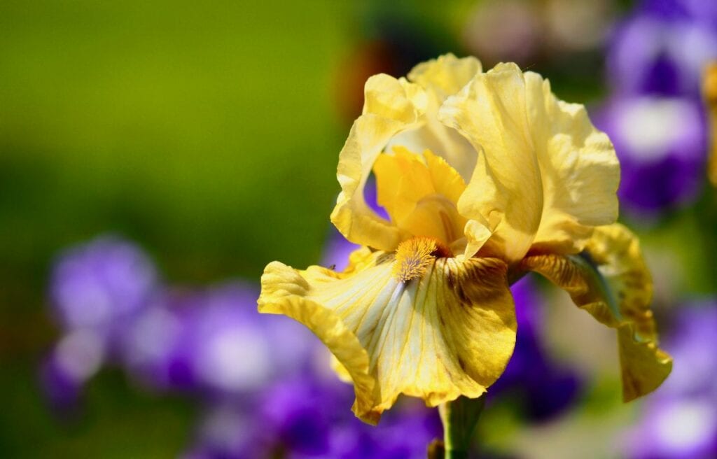 close up image of a yellow bearded iris flower