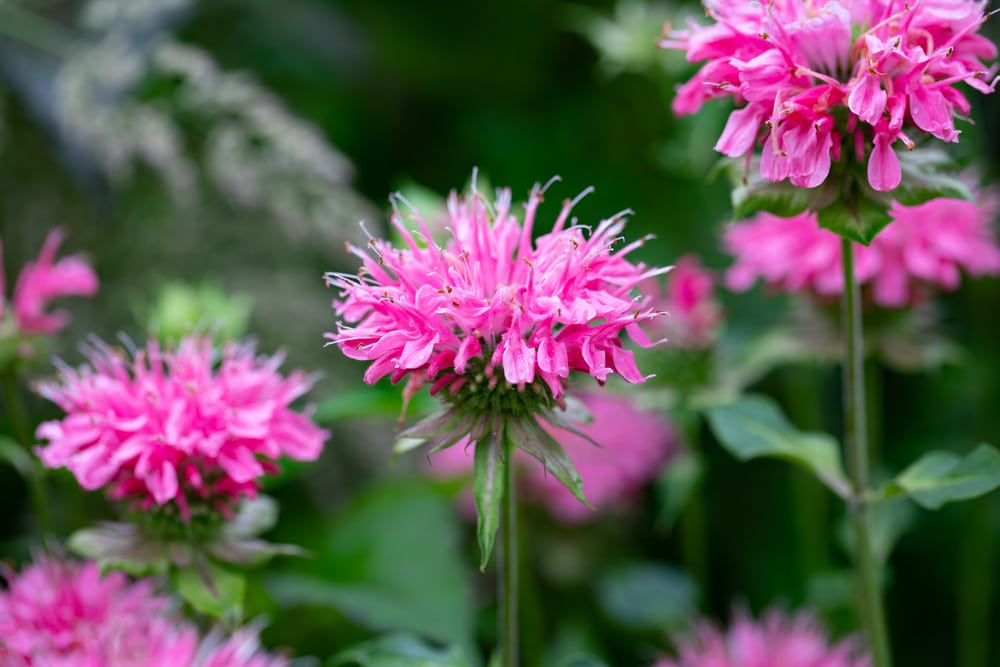 pink bee balm wildflowers