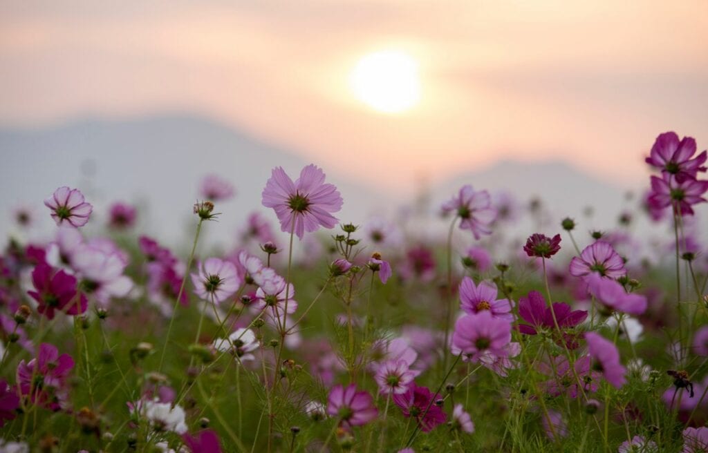 cosmos flower with mountain in the background during sunrise
