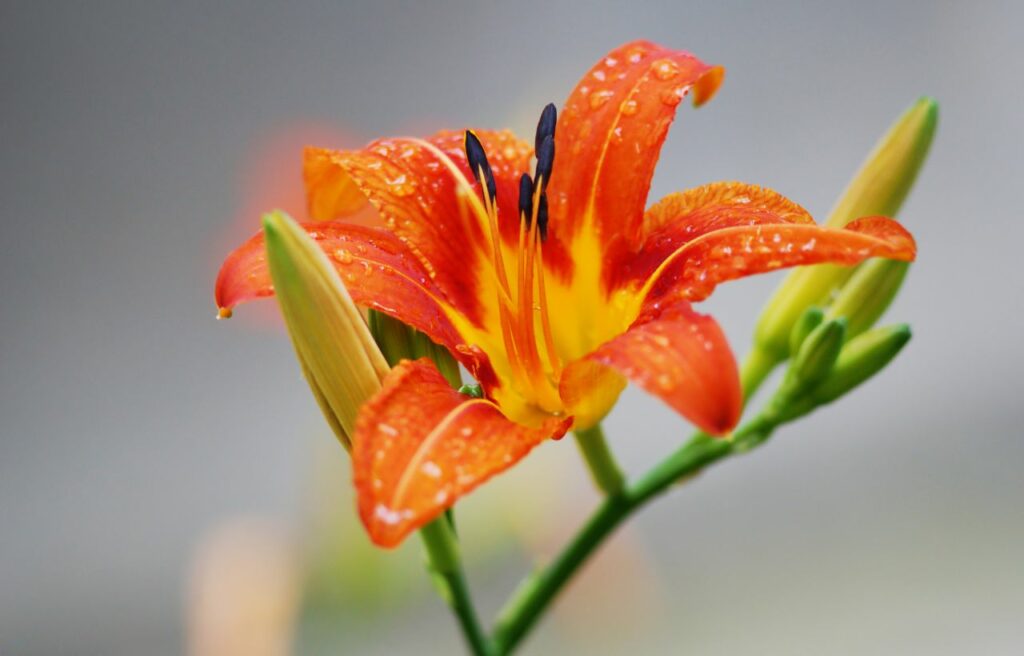 an orange daylily with dew drops on its petals 