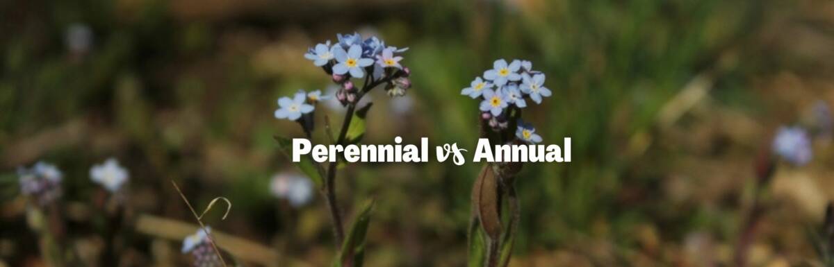 perennial vs annual featured image