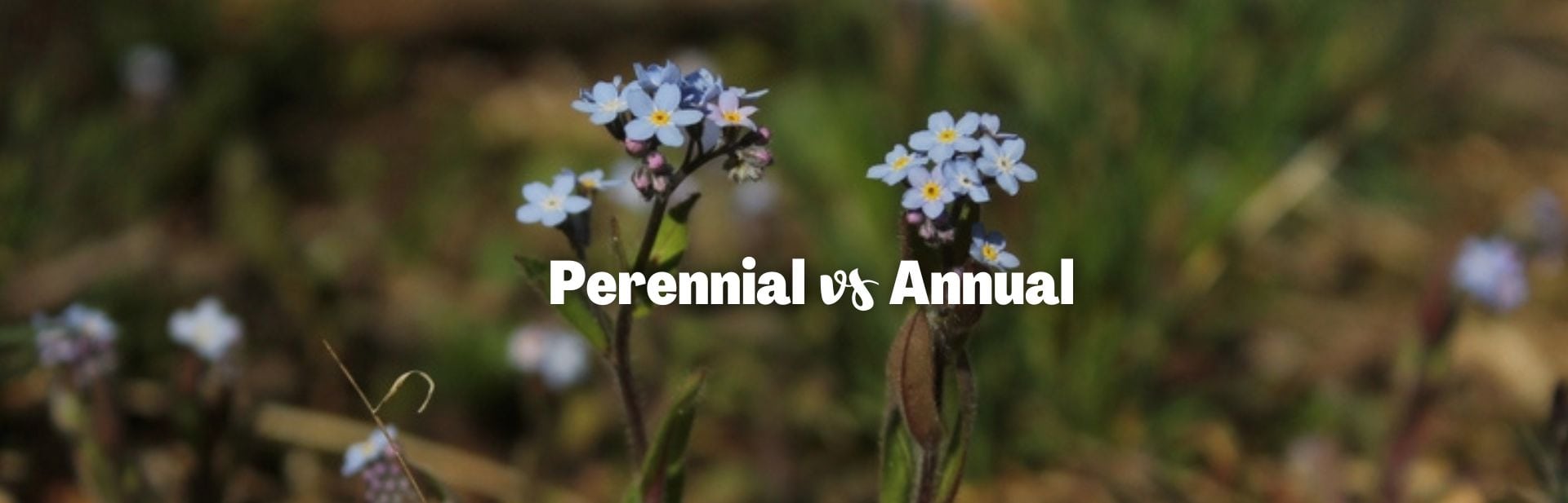 Annual vs. Perennial Plants: Unlock the Secrets to a Thriving Garden