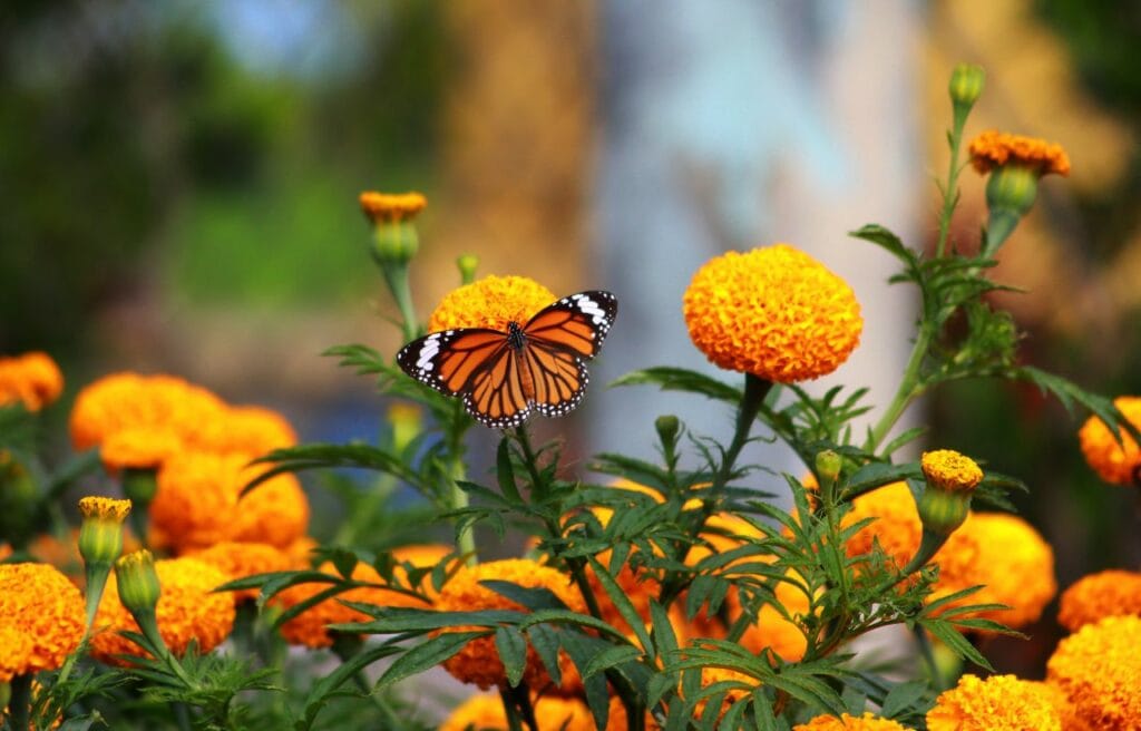 a butterfly on a marigold flower field